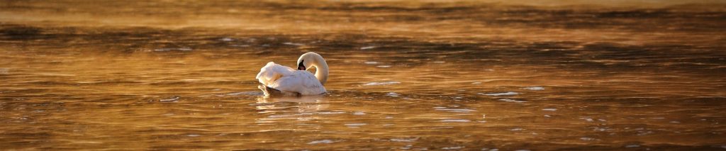 essential value essence